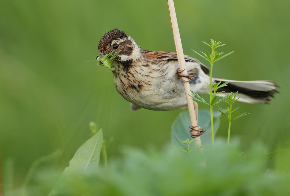 Rohrammer (Emberiza schoeniclus)