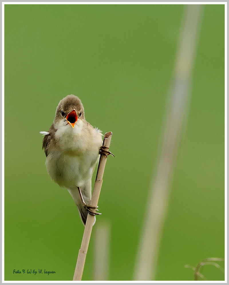 Dorngrasmücke (Sylvia communis)