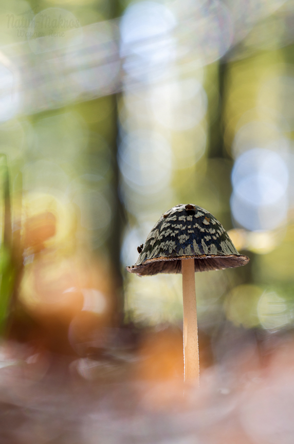 Coprinopsis picacea