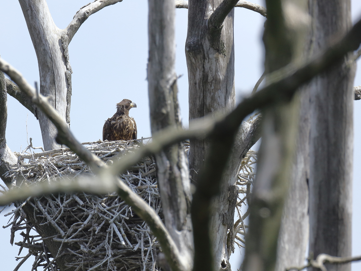 Der junge Seeadler in der Kormorankolnie. an der Peene ..