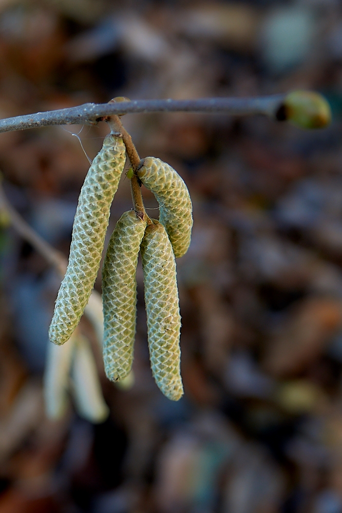 Der Winter kommt...