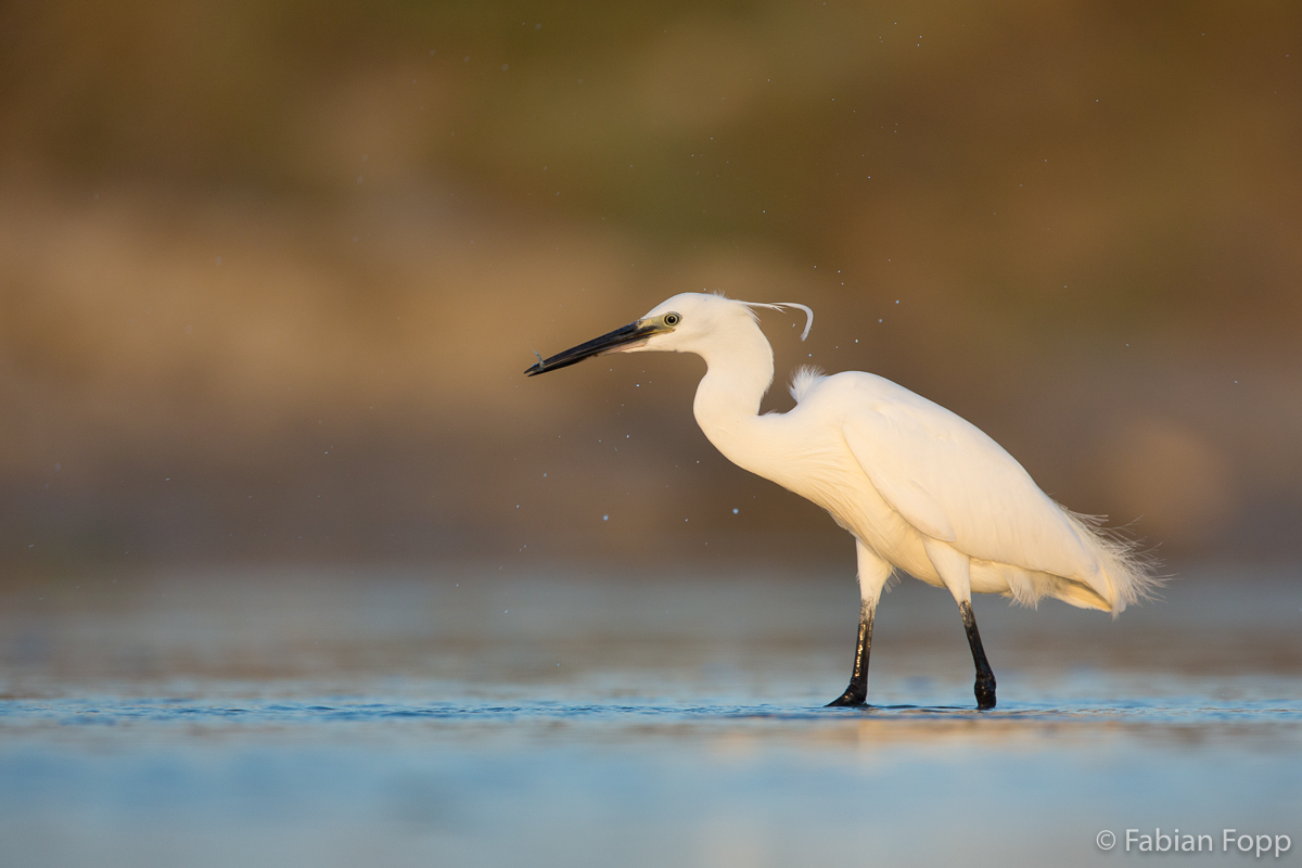 Seidenreiher (Egretta garzetta)