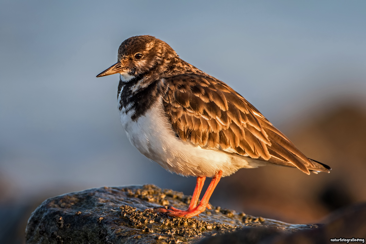 Steinwälzer in der Morgensonne