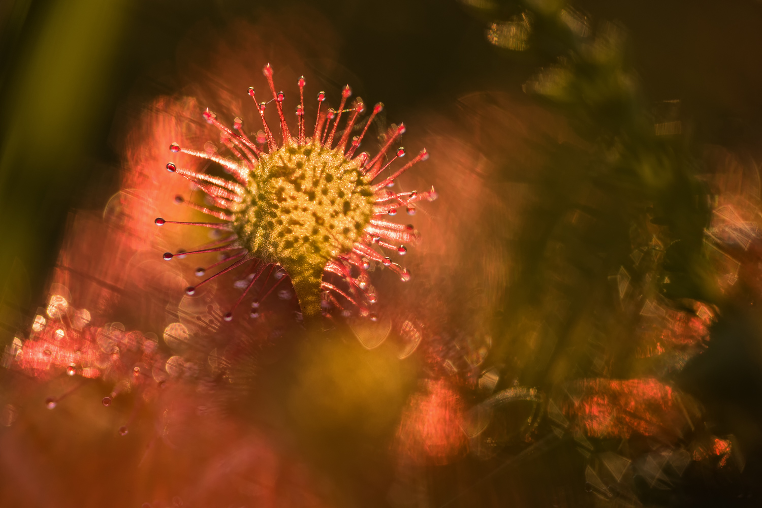 __drosera rotundifolia__