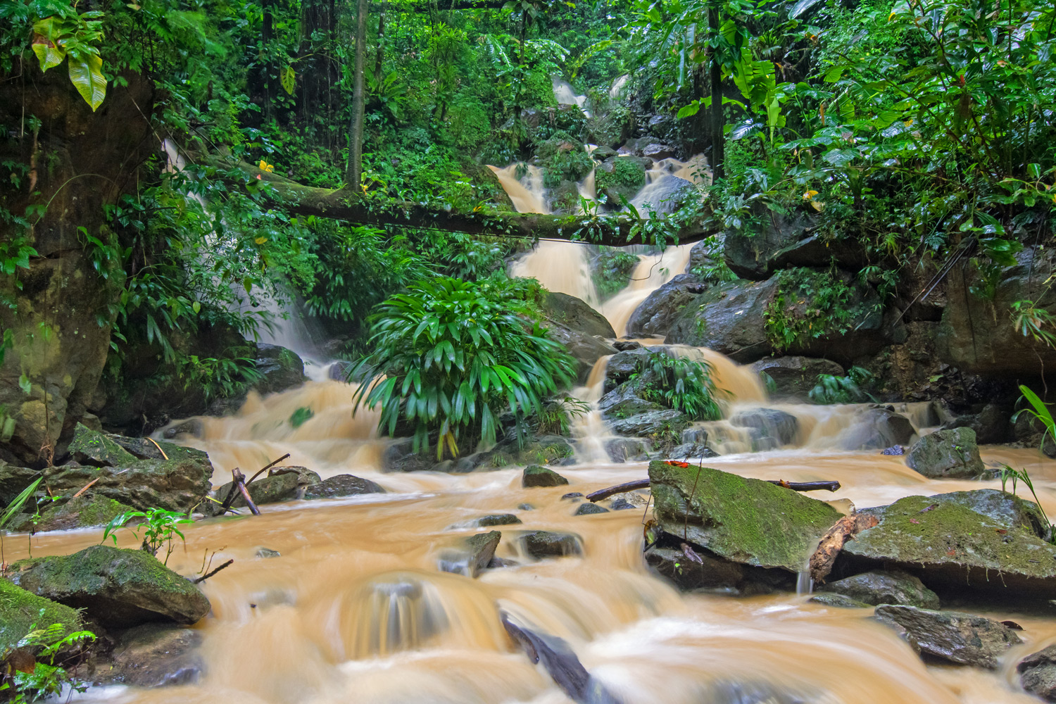 Regenwald auf Tobago