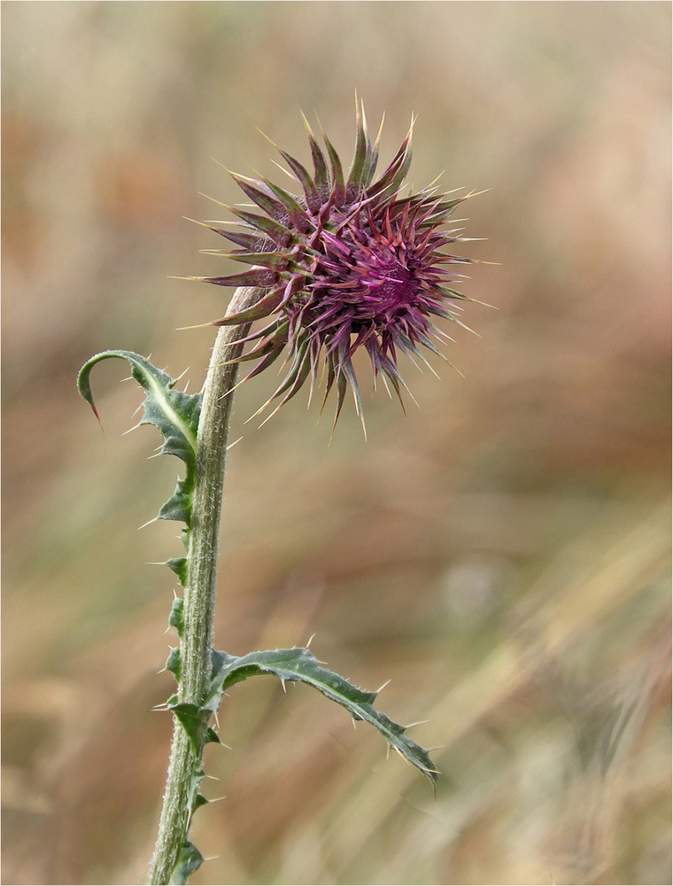 Dezemberdistel