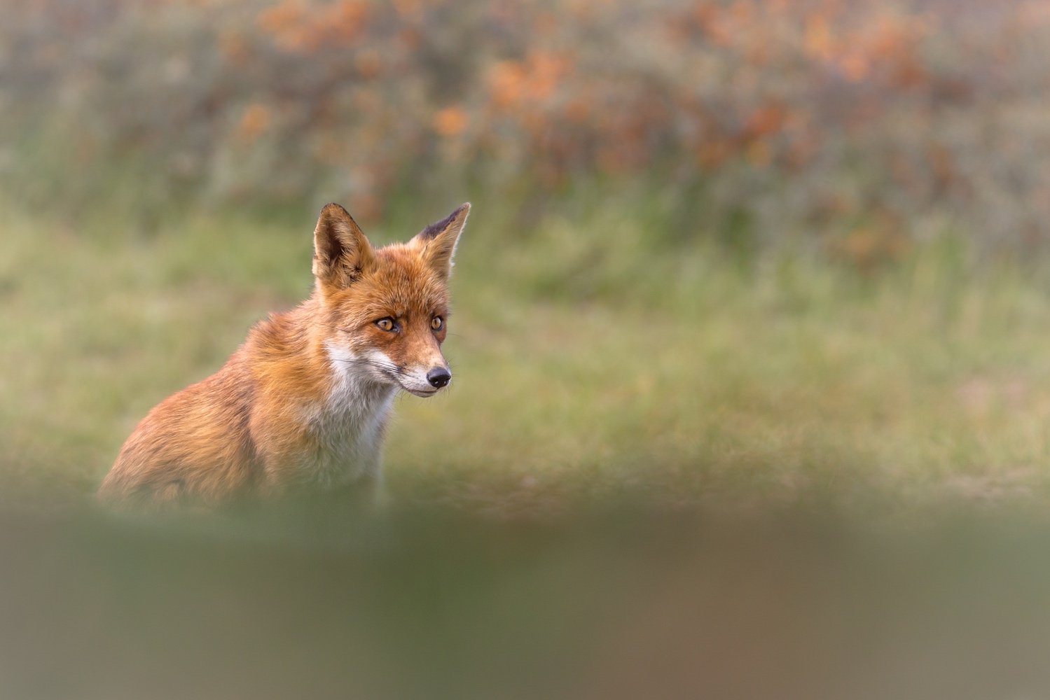 Mein Kieferorthopäde sagt (Forum für Naturfotografen)