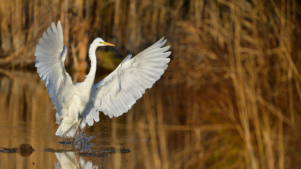 Goldener Landeanflug