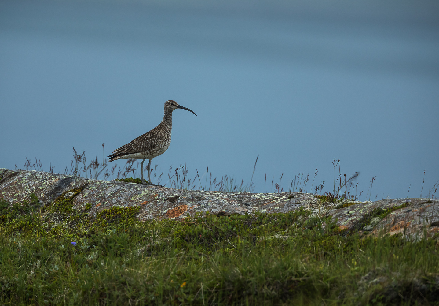 Regenbrachvogel