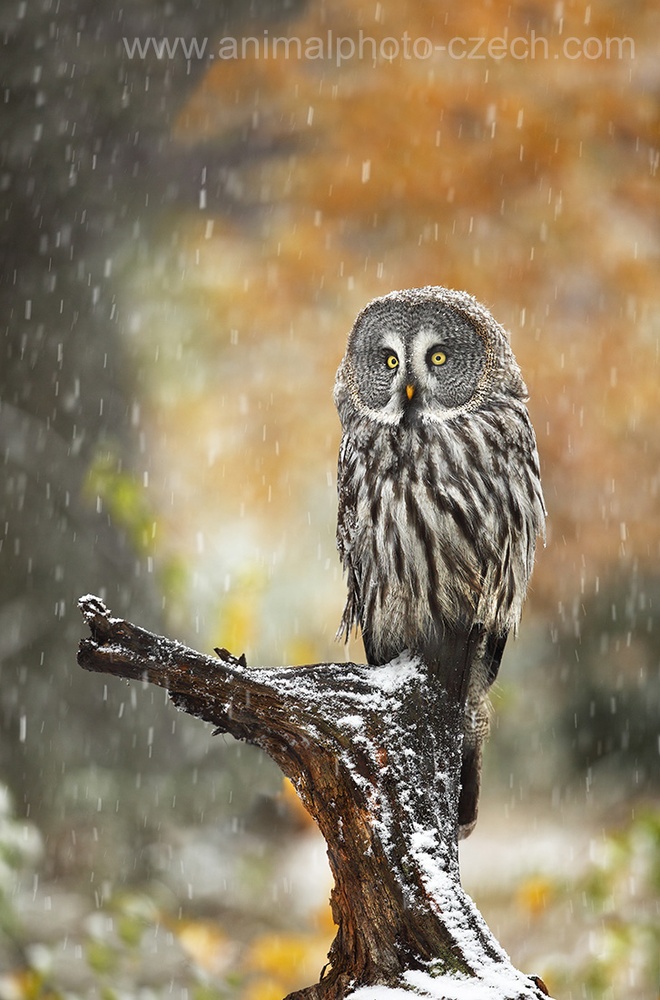 Bartkauz (Strix nebulosa)