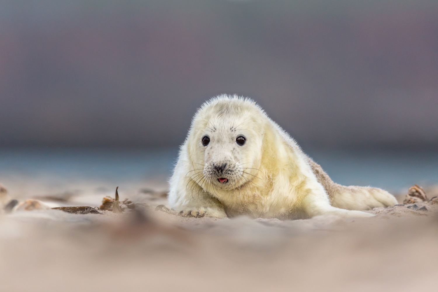 junge Kegelrobbe auf Helgoland Deutschland Dezember 2017