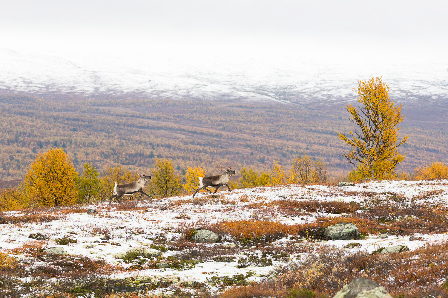 Rentiere in Norwegen