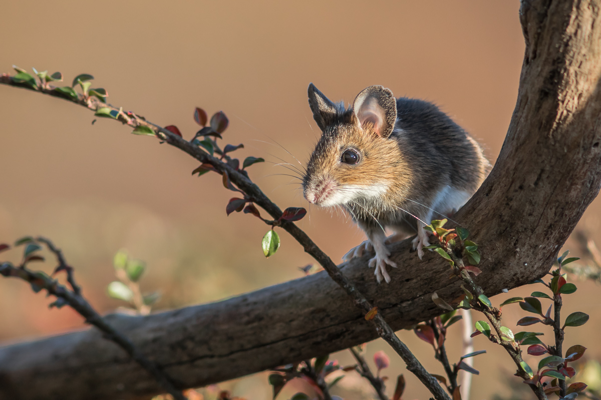 Mäusebesuch