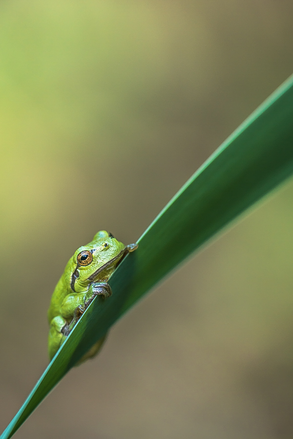 "Schilffrosch"