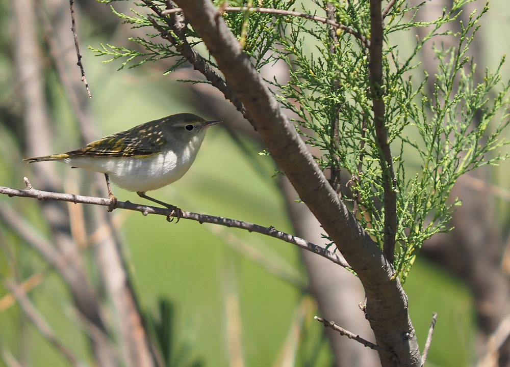 Berglaubsänger
