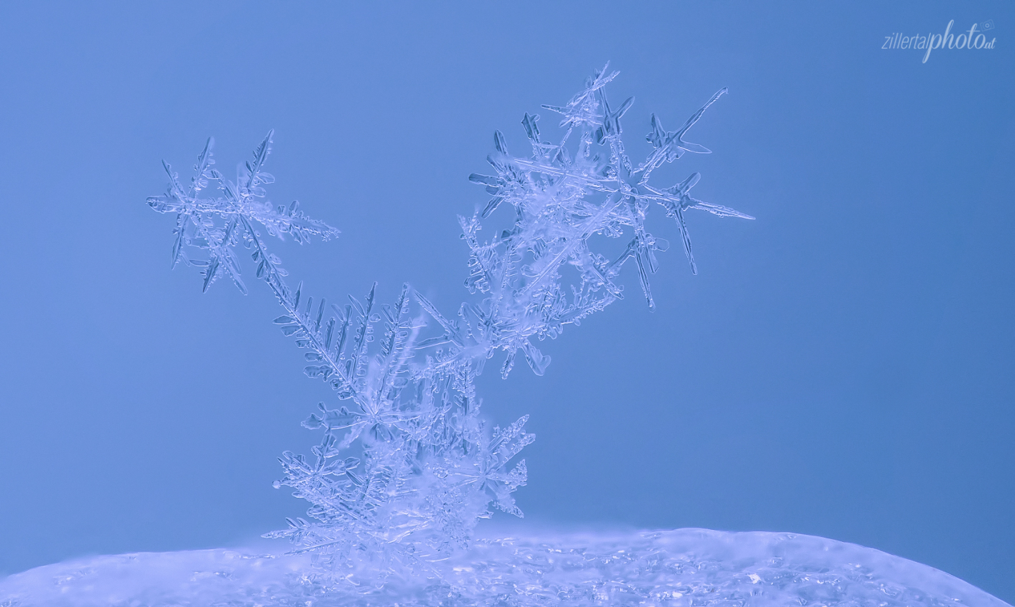 Schneit der Winter weisse Sterne