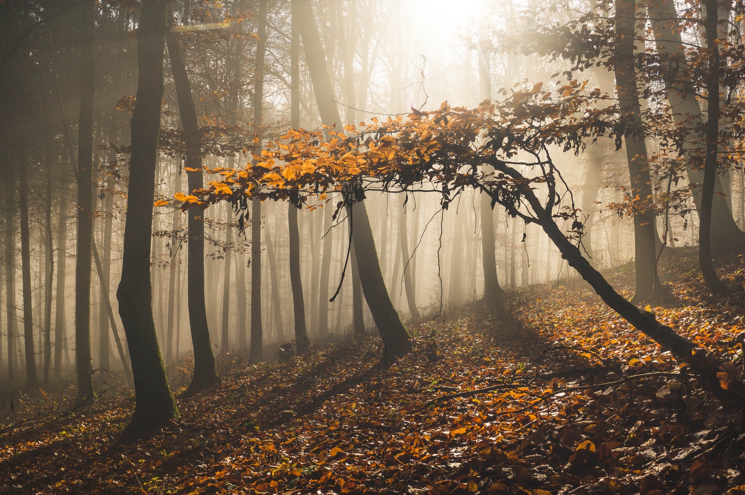 Spätherbstwald im Nebel 2