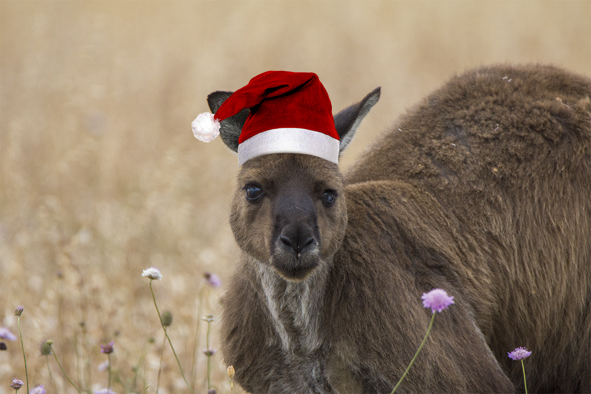 Australische Weihnachten