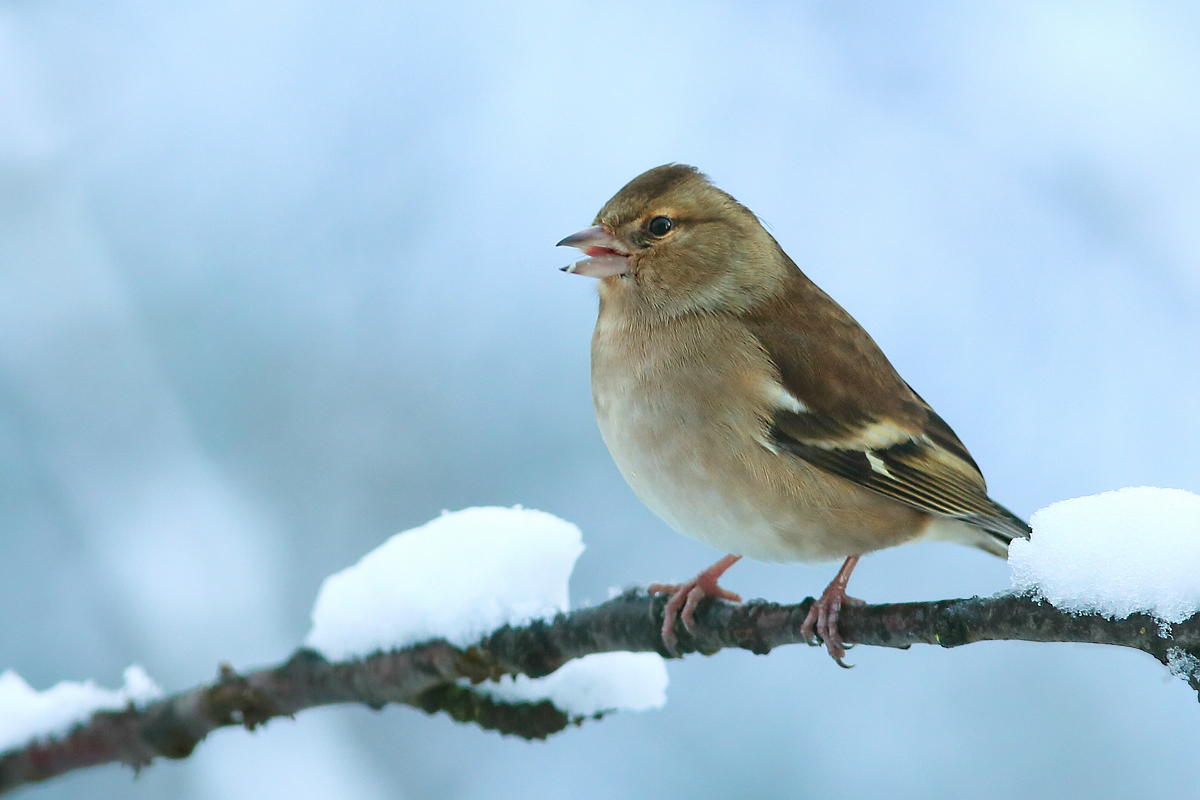 Der erste Schnee ...