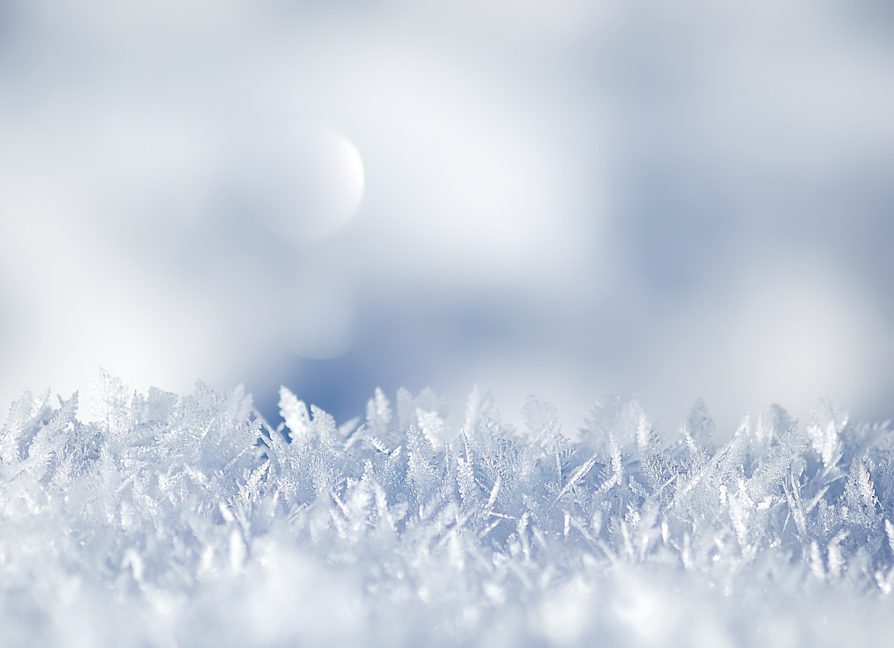 Der Winter blüht