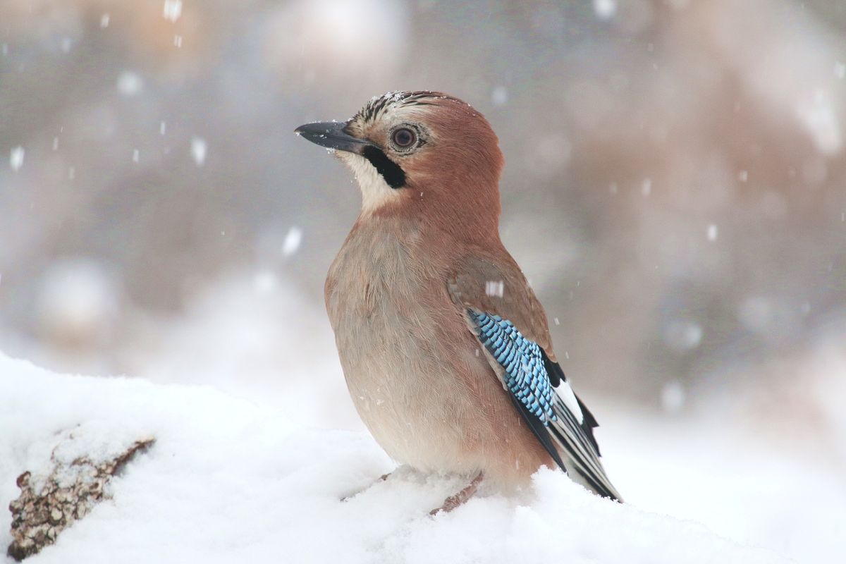 Winterfreuden