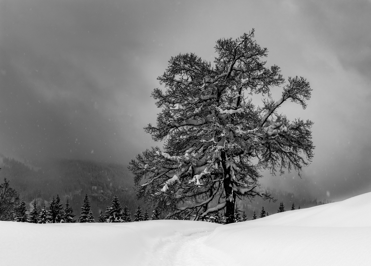 Schneeeiche