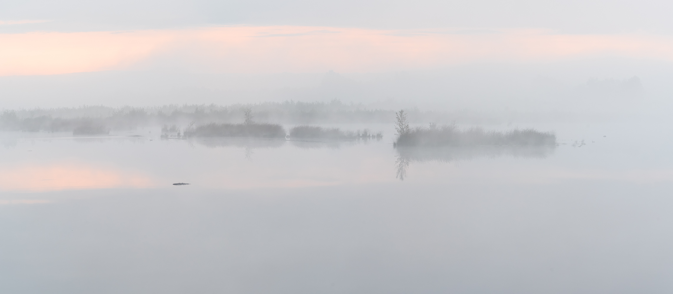 __foggy morning__