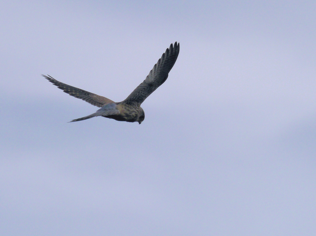 Falke im Rüttelflug