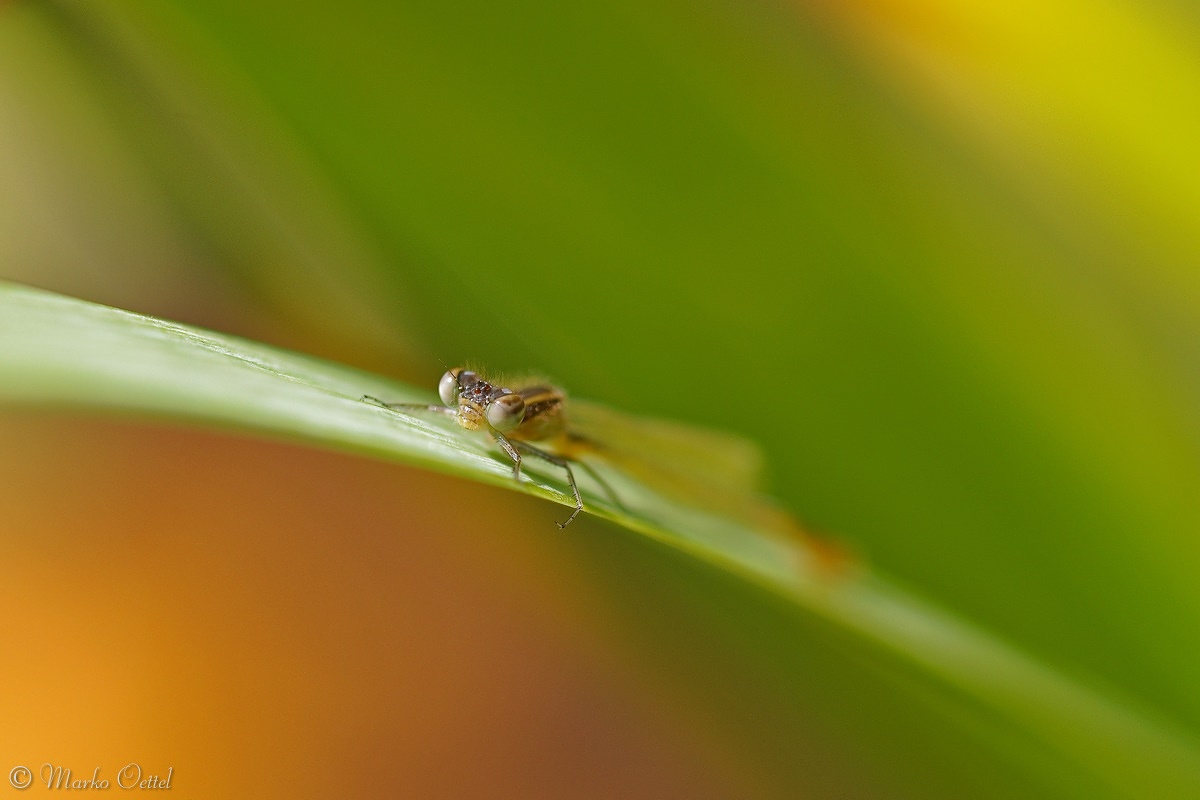 Blaue Federlibelle (Platycnemis pennipes)