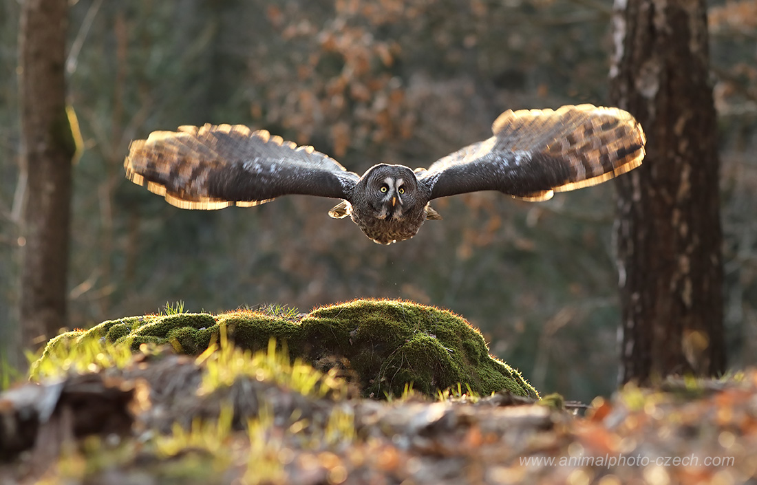 Bartkauz (Strix nebulosa)