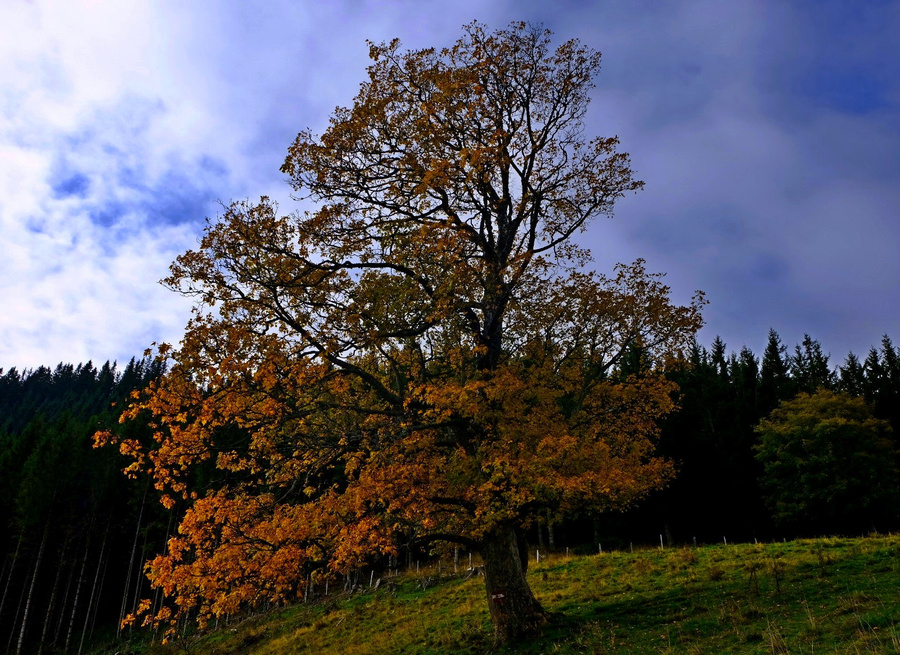 Der Baum