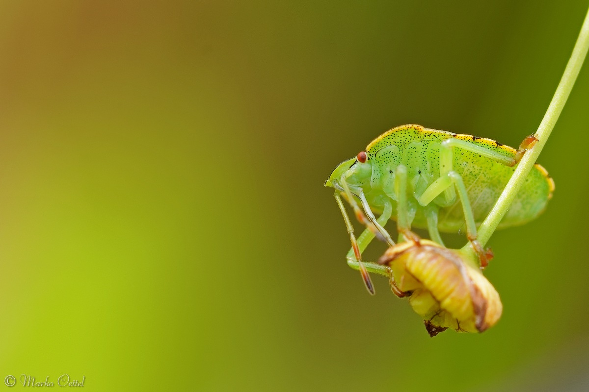 Grüne Stinkwanze (Palomena prasina)