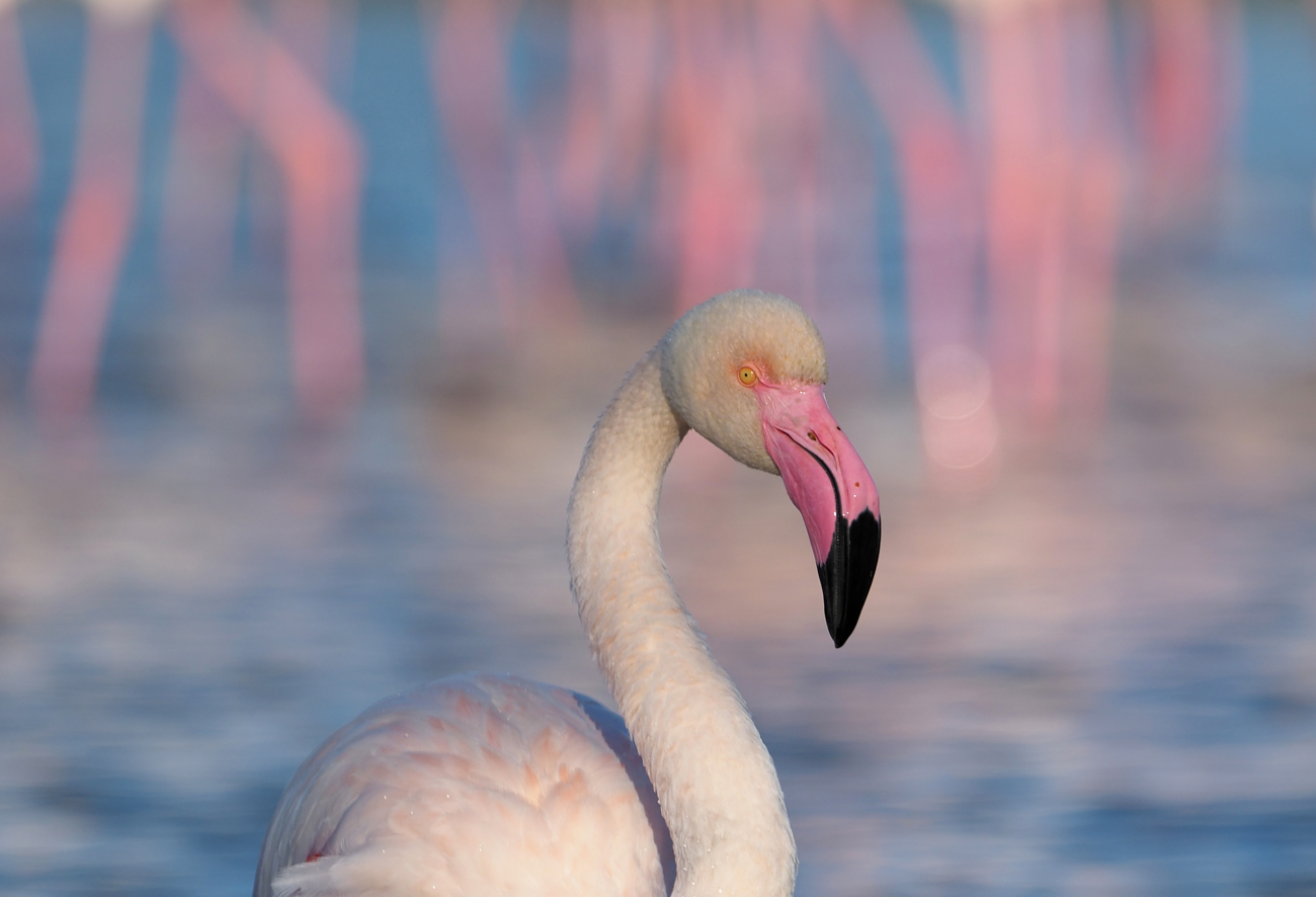 Flamingo