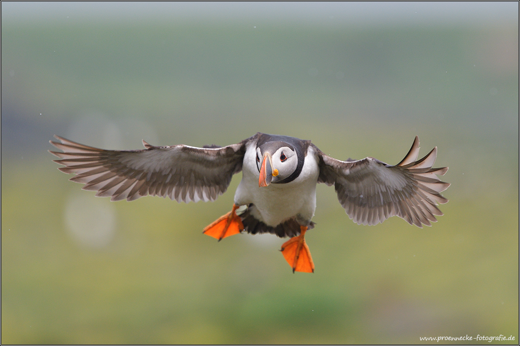 ~ Anflug ~