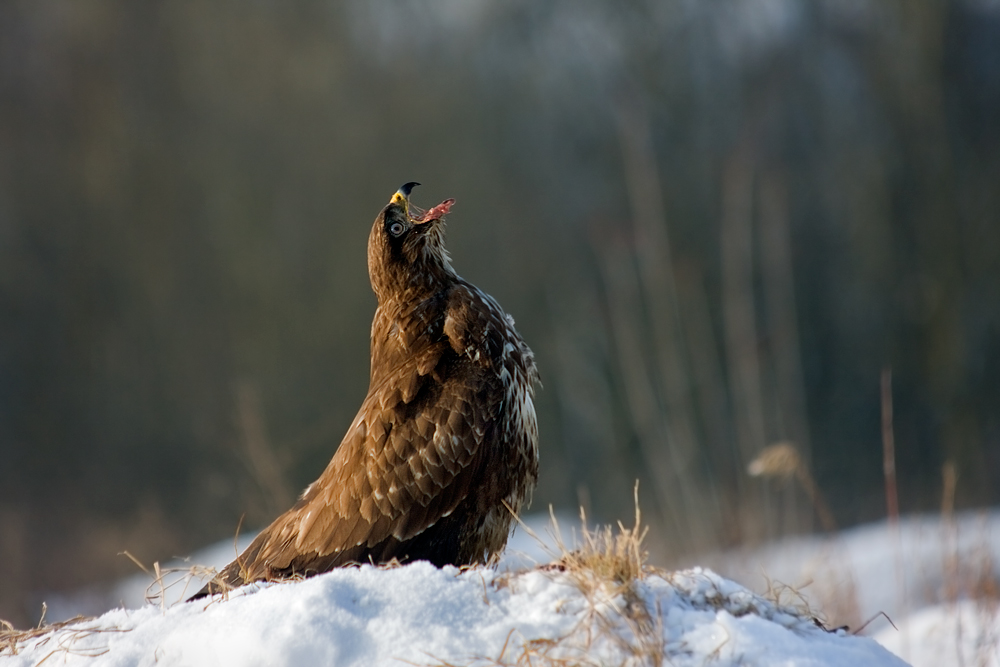 Katzenadler