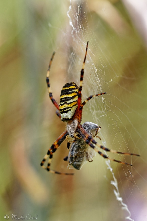 Wespenspinne (Argiope bruennichi)