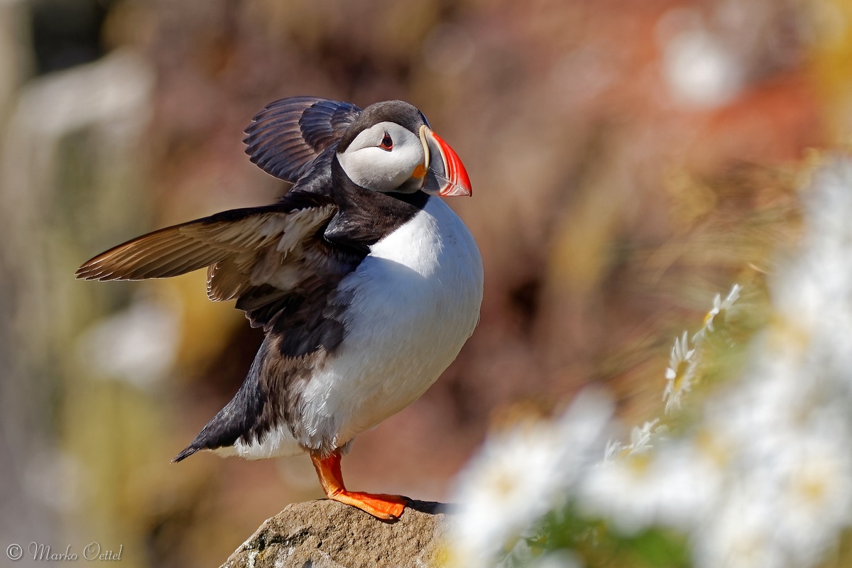Papageitaucher (Fratercula arctica)