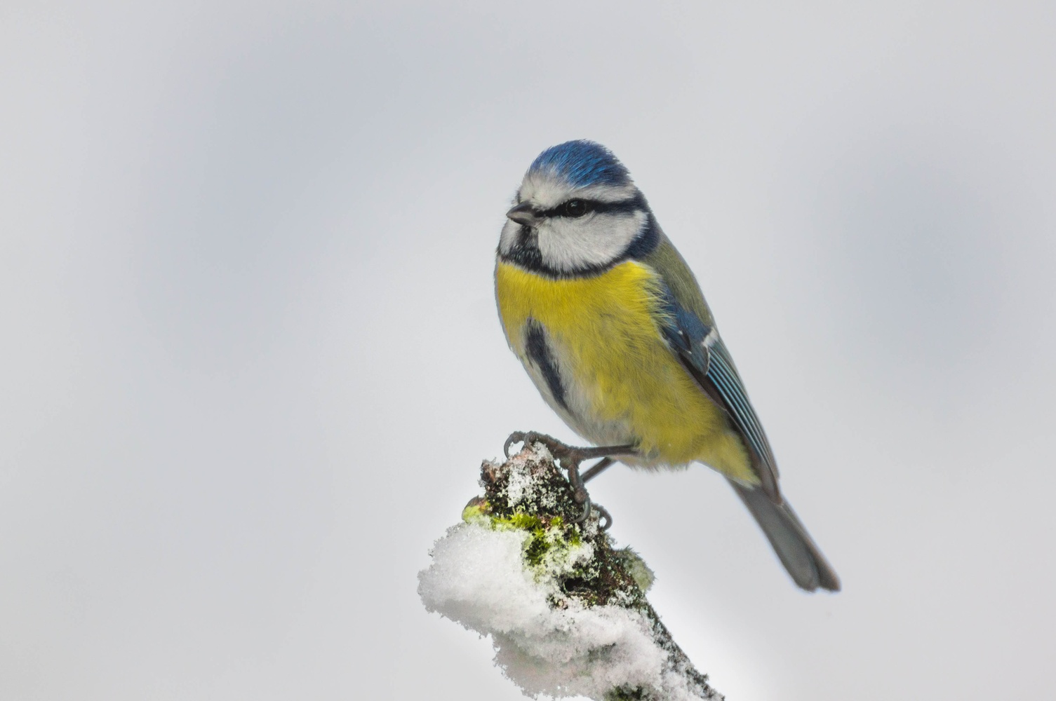 Blaumeise im Schnee