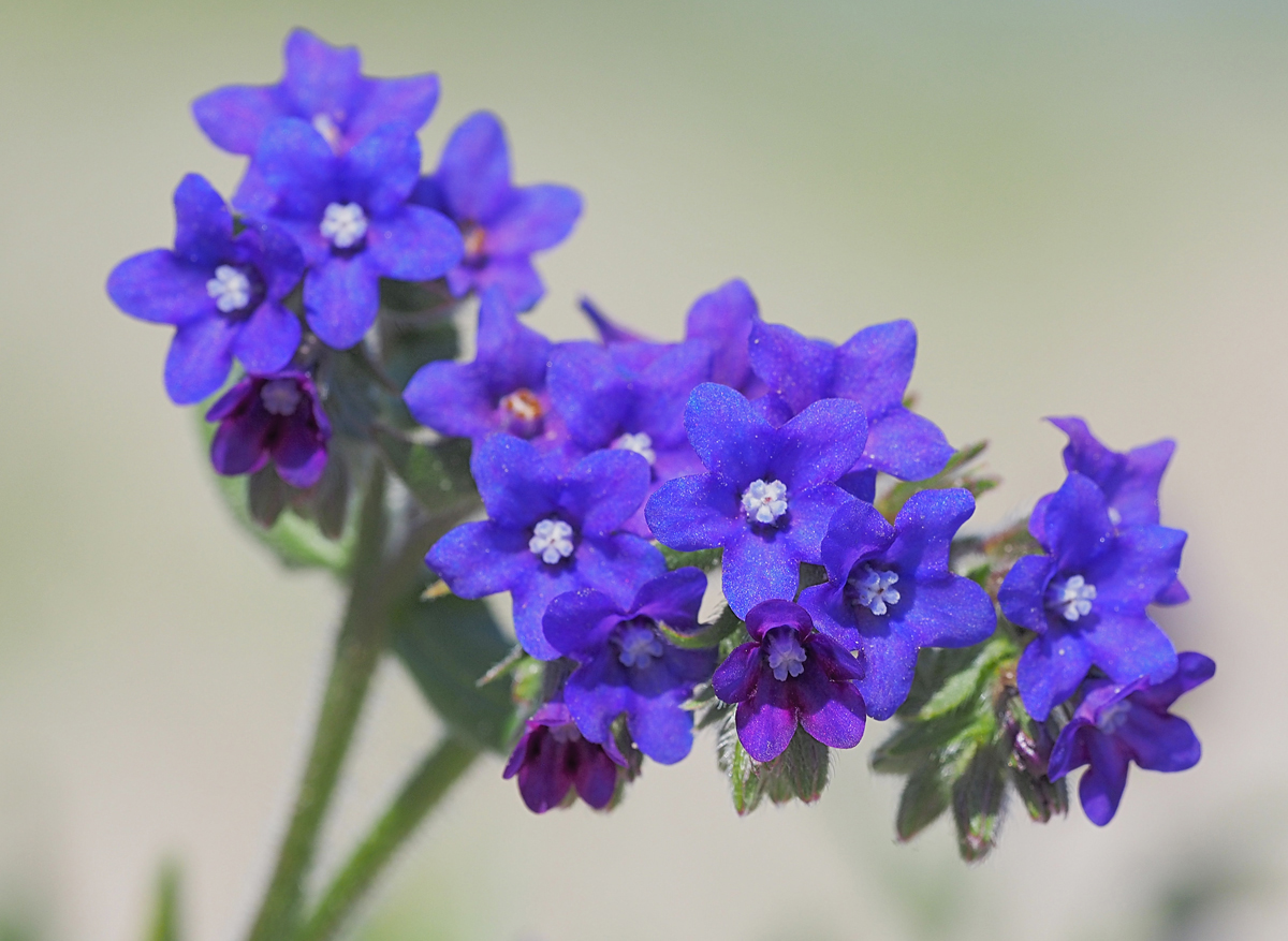 Nicht die "Blaue Blume" der R omantik...