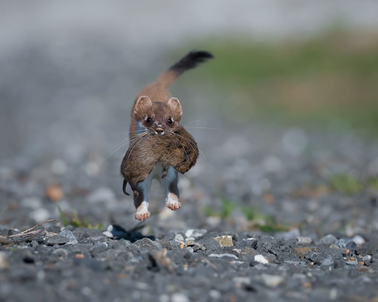 Minus eine Maus