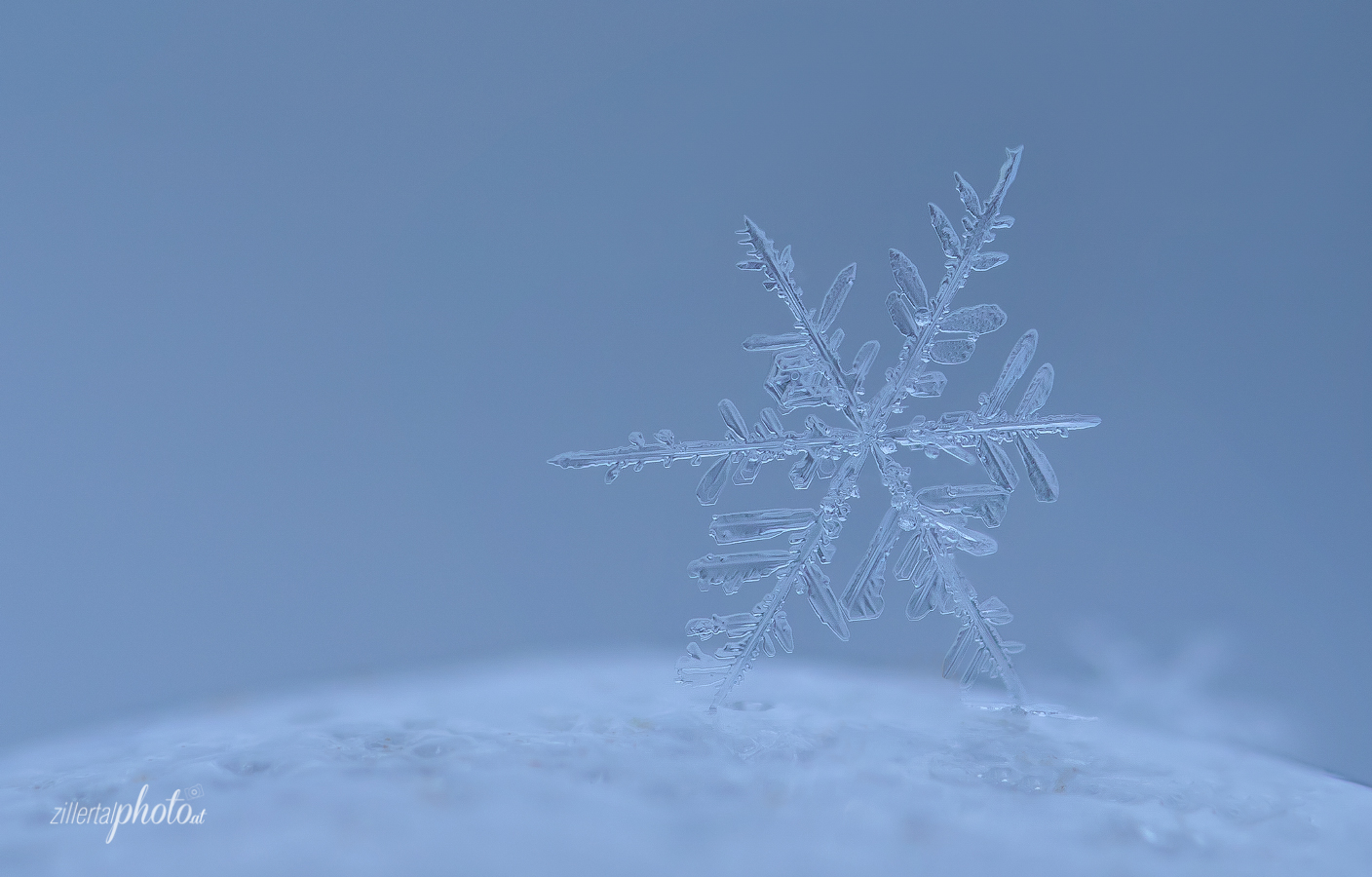 Frostiger Kristall (Forum für Naturfotografen)