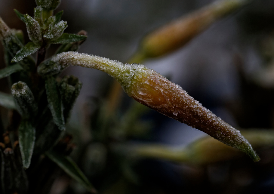 Blüte der Nachtkerze im Eiskleid