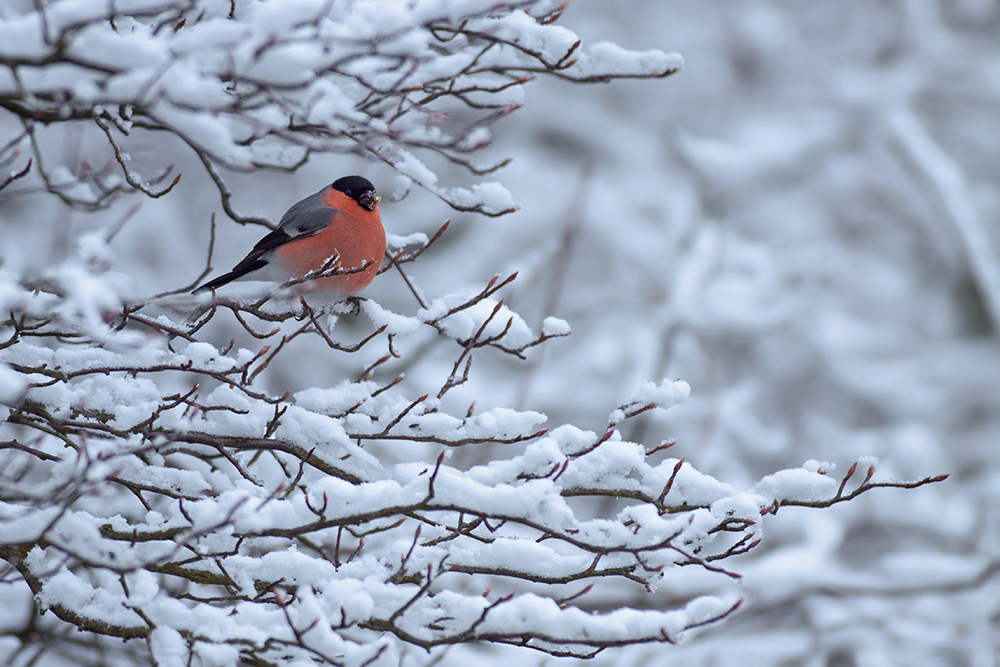 winterlicher Farbklecks