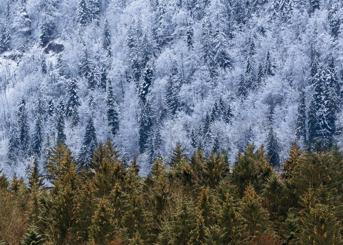 Schneefallgrenze