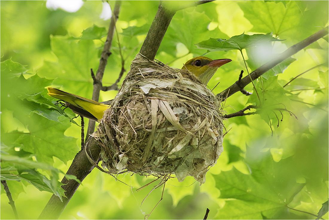 „Pirol-♀beim Brüten“