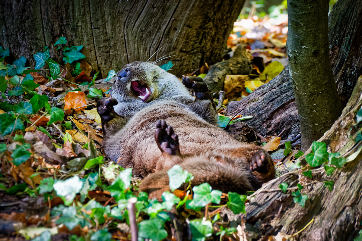 Der Herbst macht soooo müde...