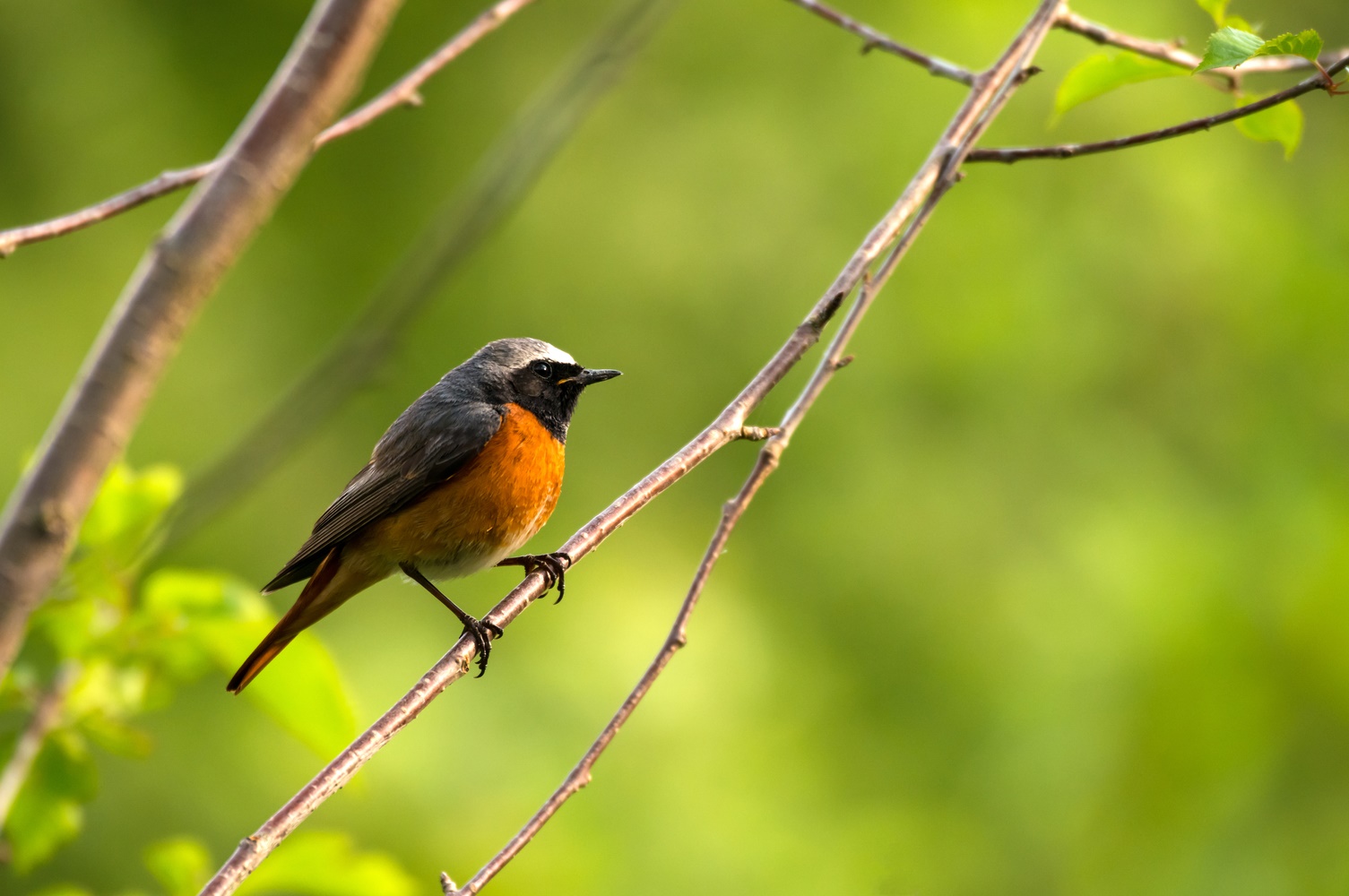 Sommervogel