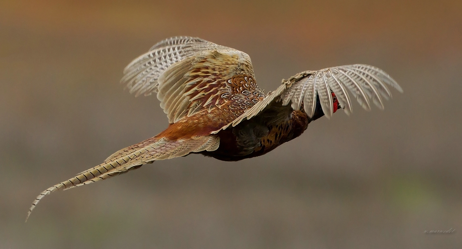 Fasan (Forum für Naturfotografen)