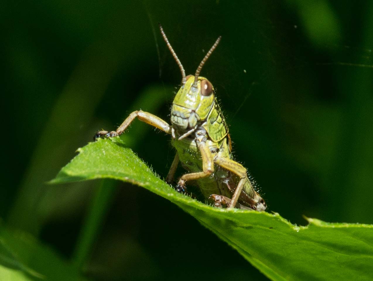 Heuschrecke