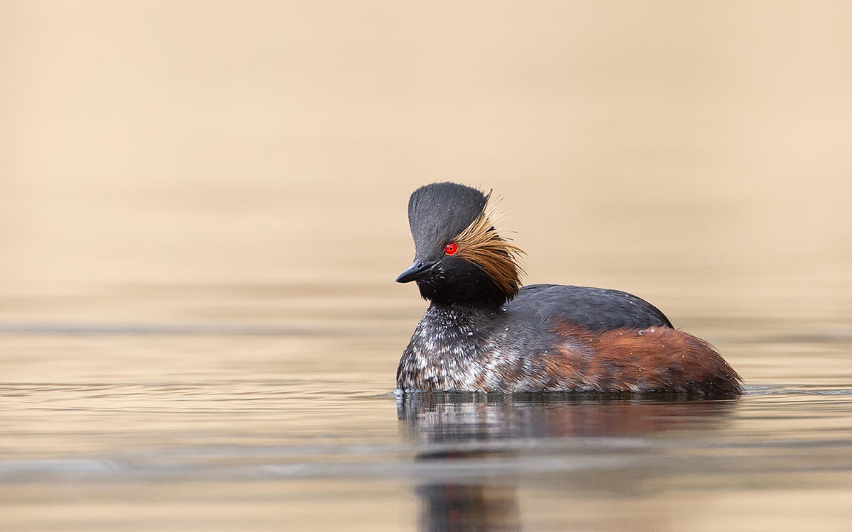 Schwarzhalstaucher (Podiceps Nigricollis)